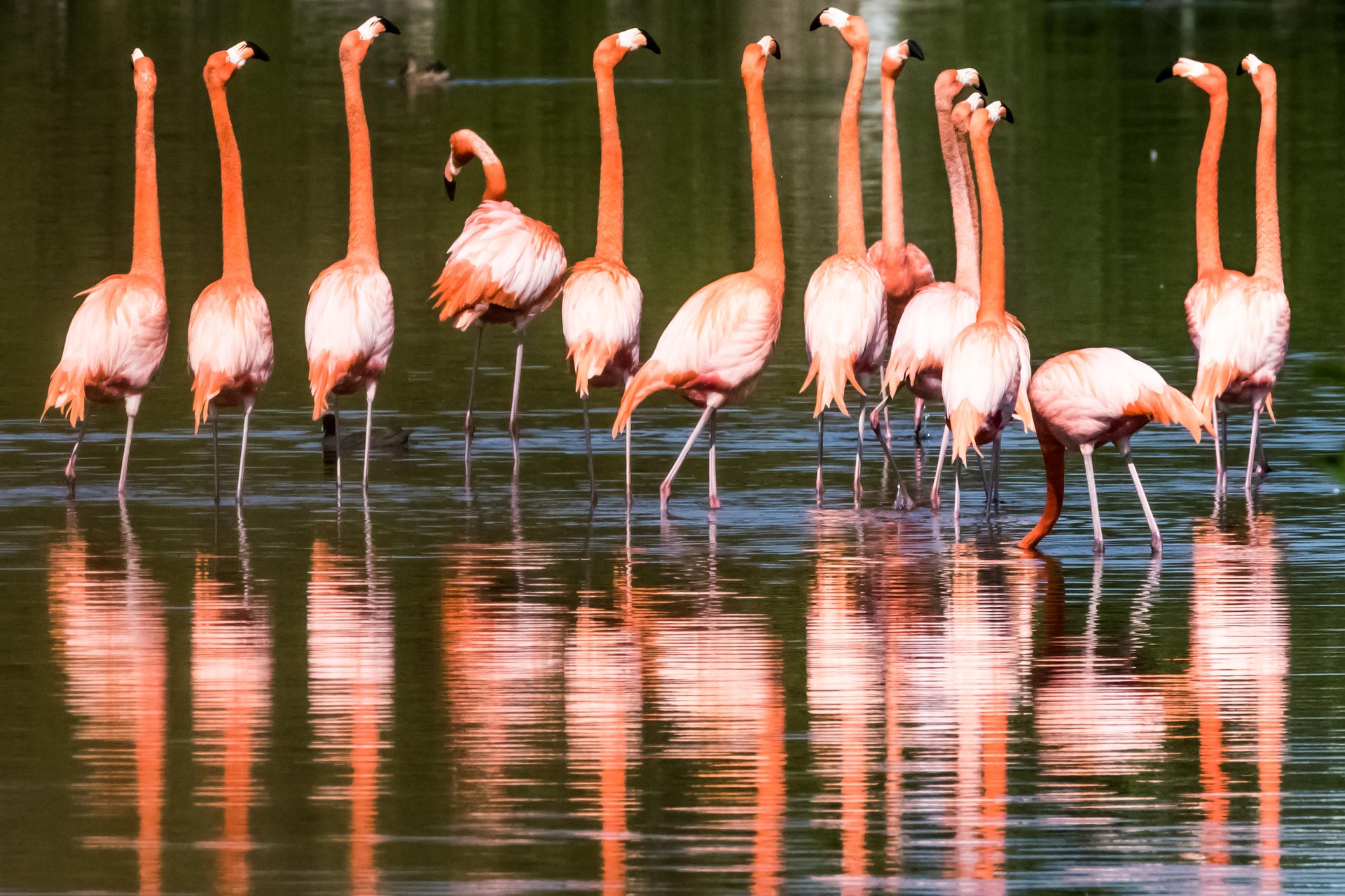 Flamingo-Ernährung: Was Flamingos fressen und wie ihr Schnabel filtert